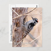 Carte postale Downy Woodpecker (Devant / Derrière)