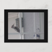Carte postale Downy Woodpecker (Devant)