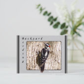 Carte postale Downy Woodpecker (Debout devant)