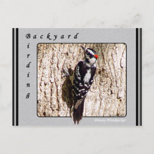 Carte postale Downy Woodpecker