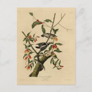 Carte Postale Downy Woodpecker - de Audubon's Birds of America
