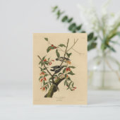 Carte Postale Downy Woodpecker - de Audubon's Birds of America (Debout devant)