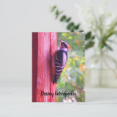 Carte Postale Downy Woodpecker Young Homme Bird Canada (Debout devant)