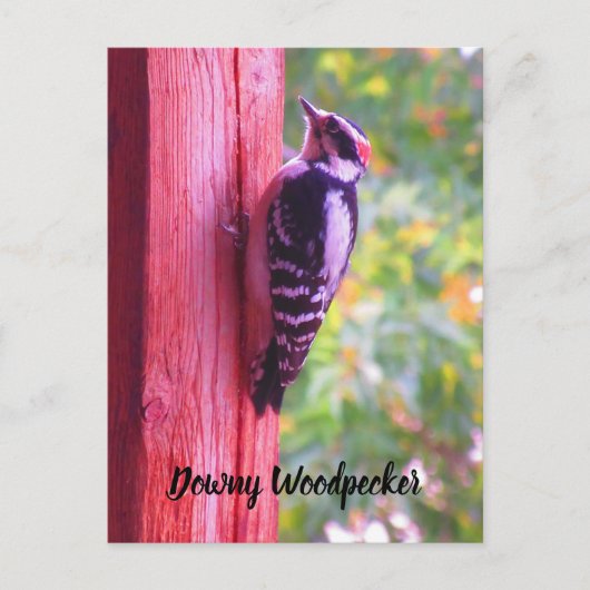 Carte Postale Downy Woodpecker Young Homme Bird Canada (Devant)