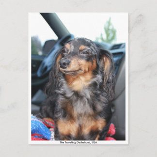 Carte Postale doxie souriante, The Traveling Dachshund, USA