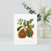 Carte Postale Doyenne du Comice Pear (Debout devant)