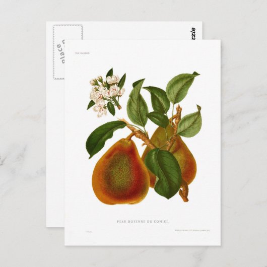 Carte Postale Doyenne du Comice Pear (Devant / Derrière)