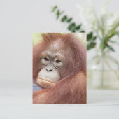 Carte Postale Dr Ann l'Orangutan (Debout devant)