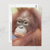 Carte Postale Dr Ann l'Orangutan (Devant / Derrière)