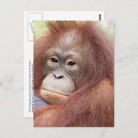 Carte Postale Dr Ann l'Orangutan (Devant / Derrière)