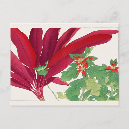 Carte Postale Dracaena, Poinsettia par Tanigami Konan (Devant)