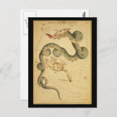 Carte Postale Draco et Ursa Minor (Devant / Derrière)