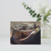 Carte Postale Dragon à capuchon, Australie (Debout devant)