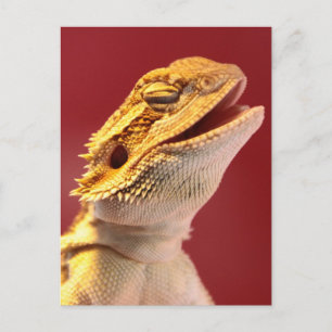Carte Postale Dragon à coeur de rire