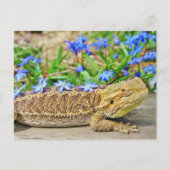 Carte Postale Dragon assif (Devant)