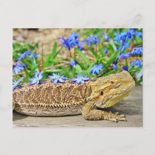 Carte Postale Dragon assif (Devant)