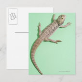 Carte Postale Dragon barbu (Devant / Derrière)