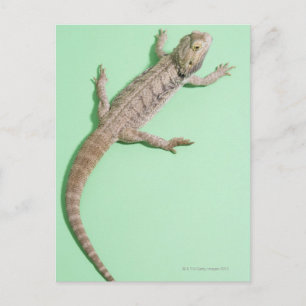 Carte Postale Dragon barbu