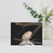 Carte Postale Dragon barbu 2 (Debout devant)