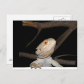 Carte Postale Dragon barbu 2 (Devant / Derrière)