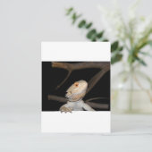 Carte Postale Dragon barbu 2 (Debout devant)