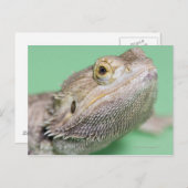 Carte Postale Dragon barbu 2 (Devant / Derrière)