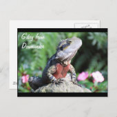 Carte Postale Dragon d'eau australien (Devant / Derrière)