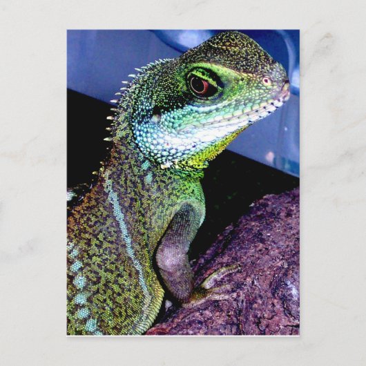 Carte Postale Dragon d'eau chinois (Devant)