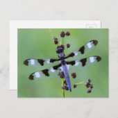 Carte Postale Dragon fly perched on grass (Devant / Derrière)