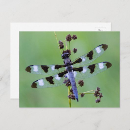 Carte Postale Dragon fly perched on grass (Devant / Derrière)