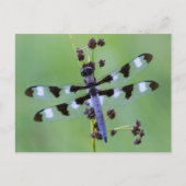 Carte Postale Dragon fly perched on grass (Devant)