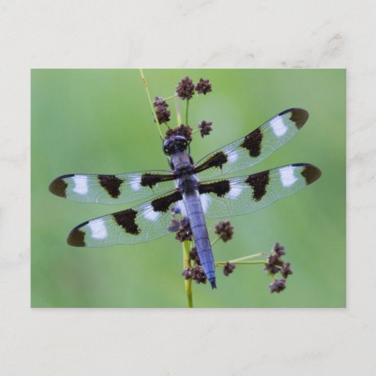 Carte Postale Dragon fly perched on grass (Devant)