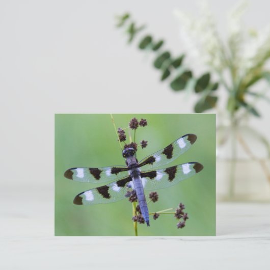 Carte Postale Dragon fly perched on grass (Debout devant)