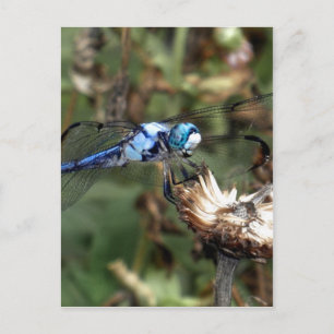 Carte Postale Dragonflies Blue Dragonfly sur une photo de Husky 