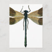 Carte Postale Dragonfly (Devant)