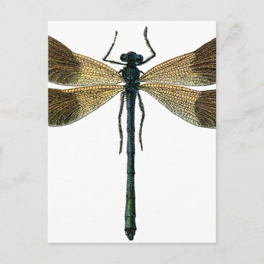 Carte Postale Dragonfly (Devant)
