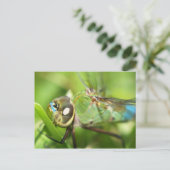 Carte postale Dragonfly (Debout devant)