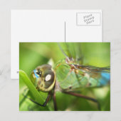 Carte postale Dragonfly (Devant / Derrière)