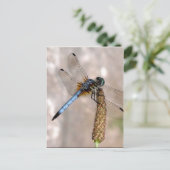 Carte Postale Dragonfly ! (Debout devant)