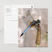 Carte Postale Dragonfly ! (Devant / Derrière)