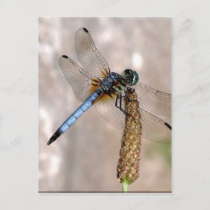 Carte Postale Dragonfly !