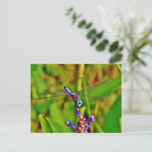 Carte Postale Dragonfly (Debout devant)