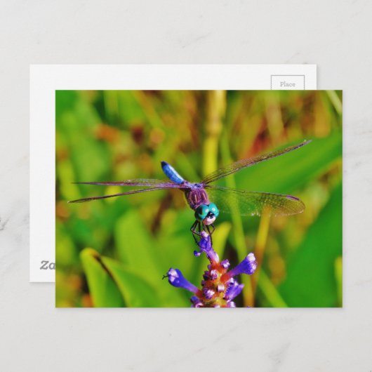 Carte Postale Dragonfly (Devant / Derrière)