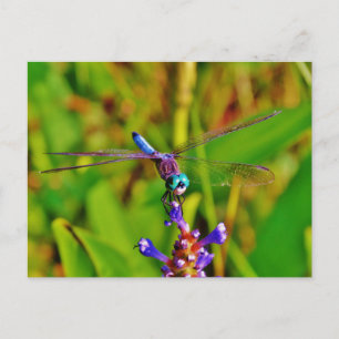 Carte Postale Dragonfly