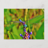 Carte Postale Dragonfly (Devant)
