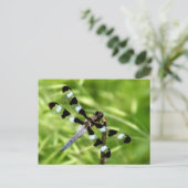 Carte postale Dragonfly (Debout devant)