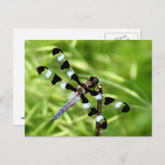 Carte postale Dragonfly (Devant / Derrière)
