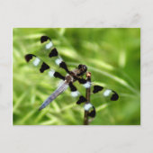 Carte postale Dragonfly (Devant)