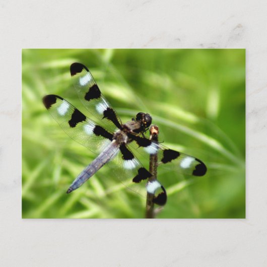 Carte postale Dragonfly (Devant)