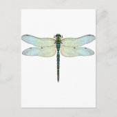 Carte Postale DragonFly (Devant)